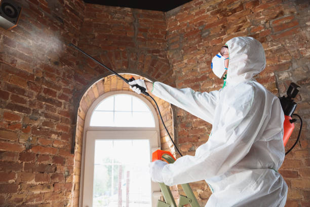 Why You Should Choose Our Mold Remediation Services in Boutte, LA